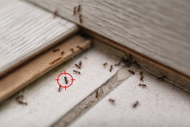 Best Pest Control for Businesses  in Kingston, PA
