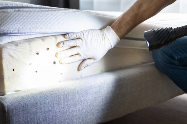 Best Bed Bug Extermination  in Kingston, PA