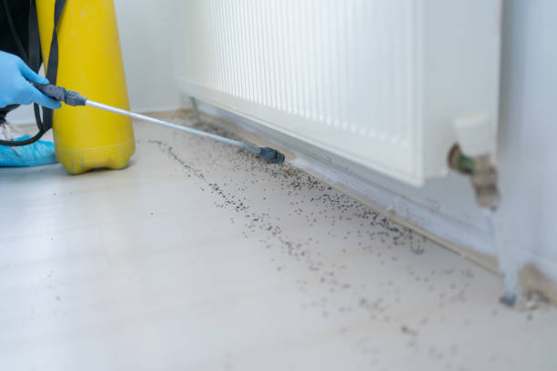 Trusted Kingston, PA Pest Control Experts