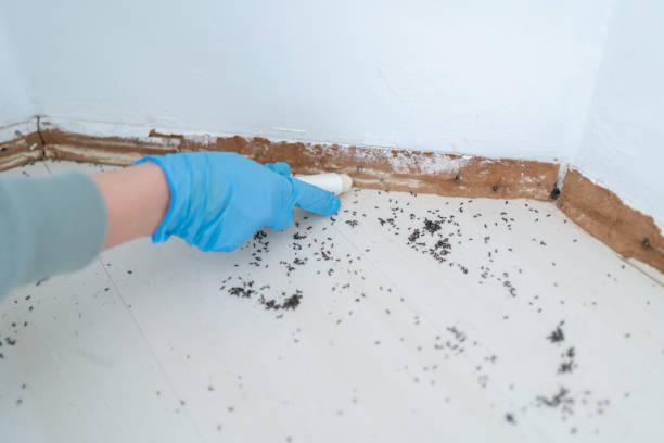 Best Emergency Pest Control  in Kingston, PA